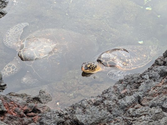 Richardson Ocean Park by null