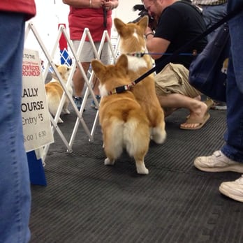 All FUR Fun Training and Event Center - Corgi meet up :) - Pet Training Near Me - Addison, Texas All FUR Fun Training and Event Center - Corgi meet up :) - Pet Training Near Me - Addison, Texas