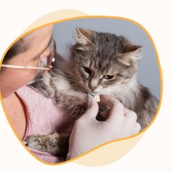 Fetch Petcare