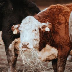 Arizona Grass Raised Beef - Grass Fed & Grass Finished Beef