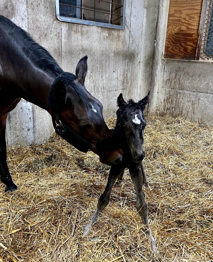 Wingedspur Farm - equestrian in Candia, NH