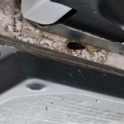 The Charter Club of Marco Beach - 30+ cockroaches seen in our room over 2-3 days.