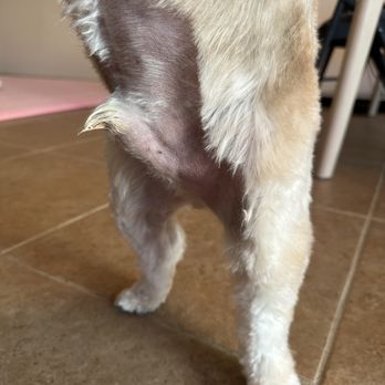 Z Dog Grooming - Pet Groomers Near Me - Las Vegas, Nevada
