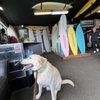 Russell Surf Boards gift card