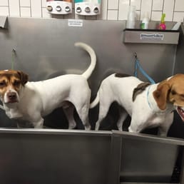Big dog wash station! Big dog wash station!
