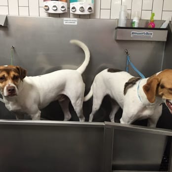 Ruff House - Big dog wash station! - Pet Stores Near Me - Fort Lauderdale, Florida Ruff House - Big dog wash station! - Pet Stores Near Me - Fort Lauderdale, Florida