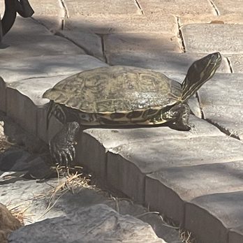 Beer Zombies Boulder City - Cute little turtle  came out of the pond to sun bathe. - Beer Bar Near Me - Boulder City, Nevada