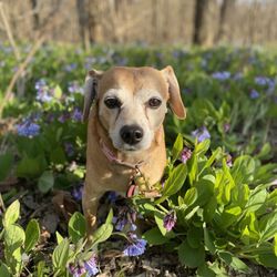 Castlewood State Park - Penny in some flowers along the trail