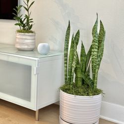 The Standard Design Group Nurseries - New snake plant