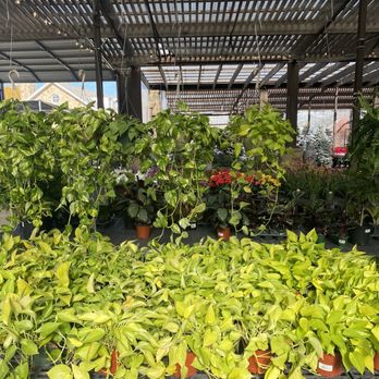 Calloway's Nursery - Plants - Nurseries & Gardening Near Me - Southlake, Texas Calloway's Nursery - Plants - Nurseries & Gardening Near Me - Southlake, Texas