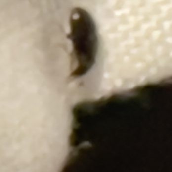 Super Shine Motel - More bugs! - Hotels Near Me - Wilmington, Illinois