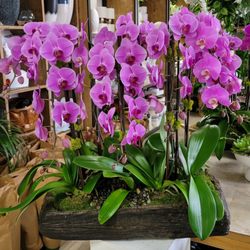 Dr Orchid Floral Design