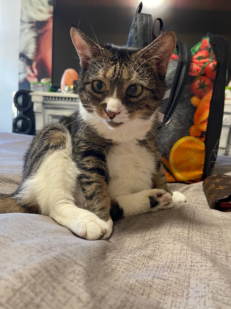 CLIFTON DOG AND CAT HOSPITAL Updated July 2024 12 Photos 1315