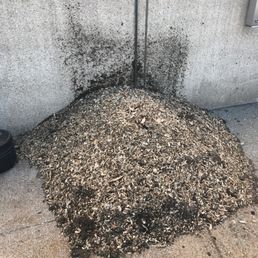 Stump grind down 12" and cleaned up area