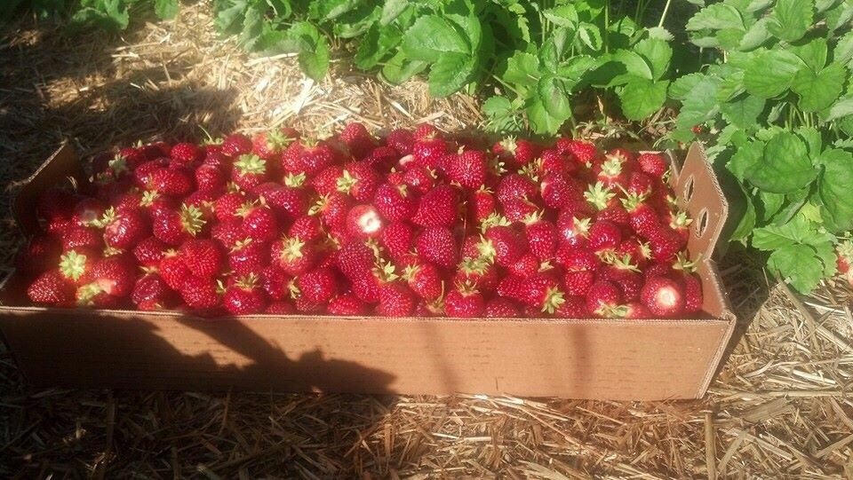 Engelberry Farm Logo