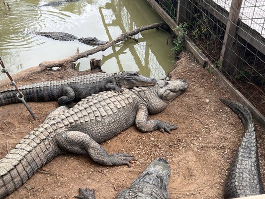 Gator Country by null
