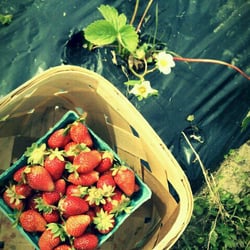 Bird's Haven Farms - The strawberries, oh, the sweet, juicy strawberries.