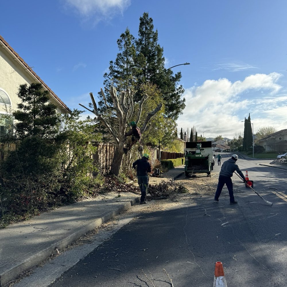 Bay Area Tree Pro - Clean up - Tree Services Near Me Bay Area Tree Pro - Clean up - Tree Services Near Me