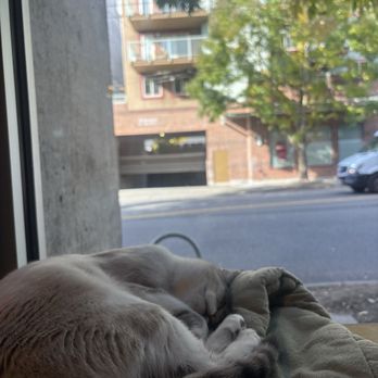 Seattle Meowtropolitan - Themed Cafes Near Me - Seattle, Washington Seattle Meowtropolitan - Themed Cafes Near Me - Seattle, Washington