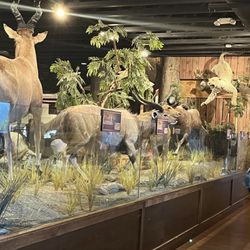 Emzara’s Buffet - Inside the dining hall. Beautiful Lifelike display of different animals.