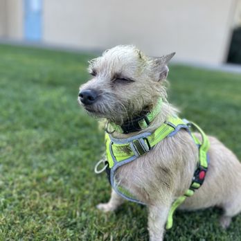 Good Samaritan Veterinary Hospital - Veterinarians Near Me - San Leandro, California Good Samaritan Veterinary Hospital - Veterinarians Near Me - San Leandro, California