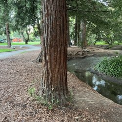 Creek bed 50% dry, one week after may rain showers