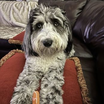 Pet Services - Relaxing with my dad ! - Pet Training Near Me - Missouri City, Texas Pet Services - Relaxing with my dad ! - Pet Training Near Me - Missouri City, Texas