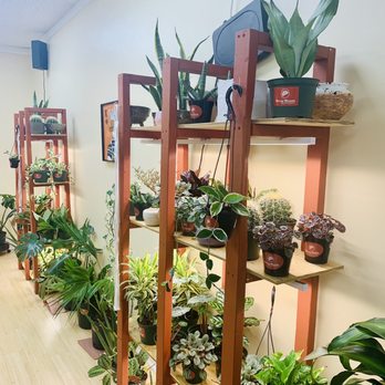 Deep Roots Greenery - Plant wall (back) - Nurseries & Gardening Near Me - Hampton, Virginia Deep Roots Greenery - Plant wall (back) - Nurseries & Gardening Near Me - Hampton, Virginia
