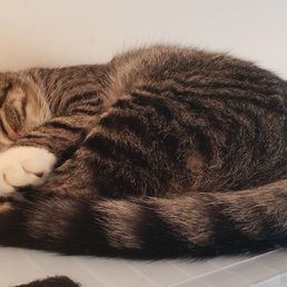 Awww. Sleepy kitty