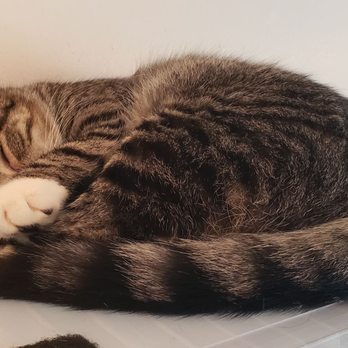 Purr Cup Cafe - Awww. Sleepy kitty - Coffee & Tea Near Me - Raleigh, North Carolina