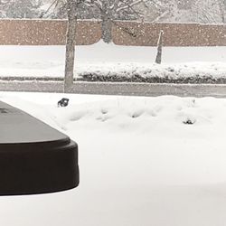 Mountain States Drivers Education - Shoe thrown in snow