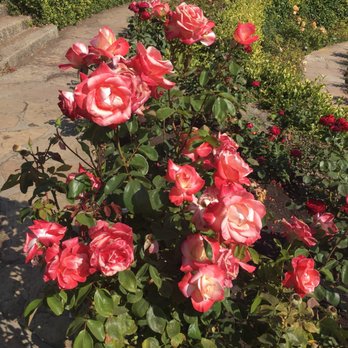 The Berkeley Rose Garden - Botanical Gardens Near Me - Berkeley, California