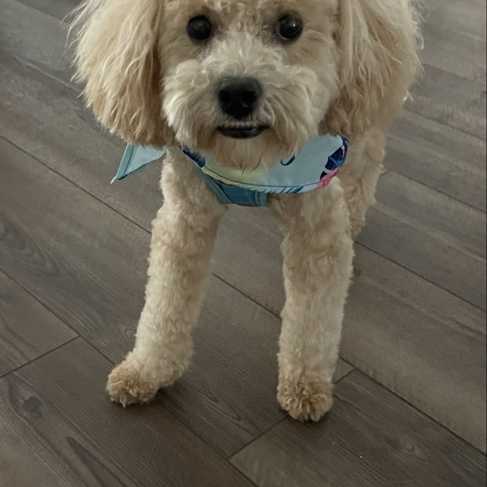My 11 month old mini mini doodle. My 11 month old mini mini doodle.