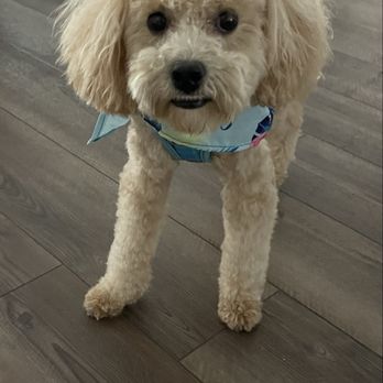 Ohana Doodles - My 11 month old mini mini doodle. - Pet Breeders Near Me Ohana Doodles - My 11 month old mini mini doodle. - Pet Breeders Near Me
