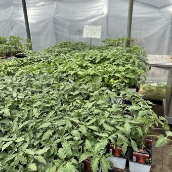 Bruce Miller Nursery - Healthy tomato plants only $1.99! - Nurseries & Gardening Near Me - Richardson, Texas