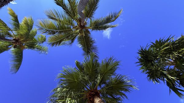 Reefhouse Resort & Marina by null