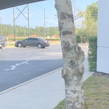 Courtyard by Marriott Jacksonville Flagler Center - Outside entrance with dog area - Hotels Near Me - Jacksonville, Florida Courtyard by Marriott Jacksonville Flagler Center - Outside entrance with dog area - Hotels Near Me - Jacksonville, Florida