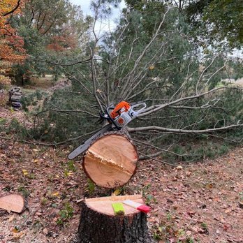 CCP Trees & More - Tree Services Near Me - Columbia, Illinois