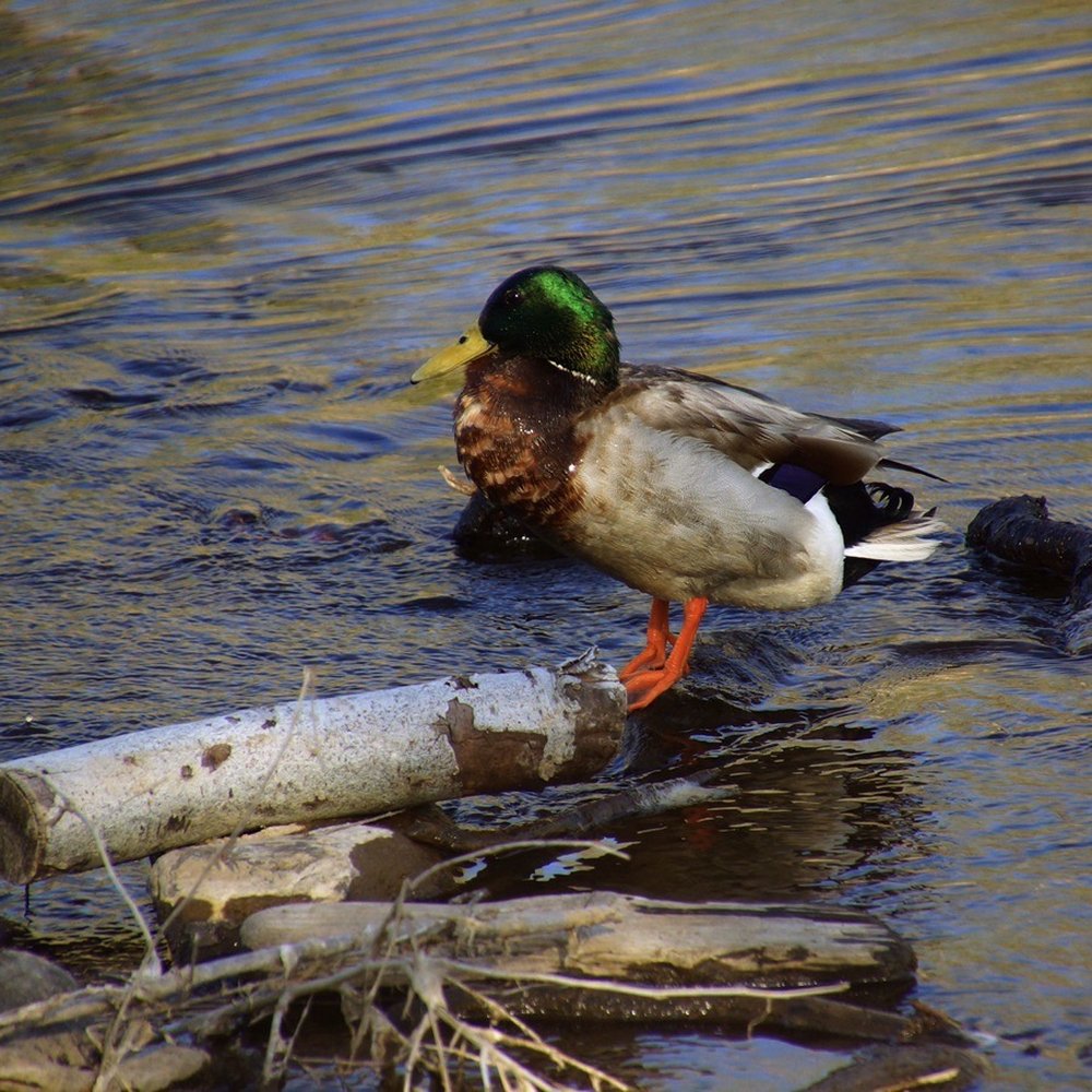 Chatfield State Park - Parks Near Me - Littleton, Colorado