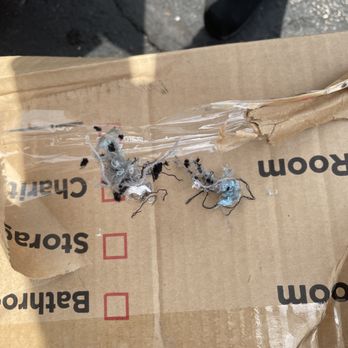 CubeSmart Self Storage - Rats Ate Through Boxes and bags to ravage the Best of Fabric and yarns: Wool, Cashmere, Linen and Cotton to make their nests! ONLY the BEST - Self Storage Near Me - East Greenwich, Rhode Island CubeSmart Self Storage - Rats Ate Through Boxes and bags to ravage the Best of Fabric and yarns: Wool, Cashmere, Linen and Cotton to make their nests! ONLY the BEST - Self Storage Near Me - East Greenwich, Rhode Island