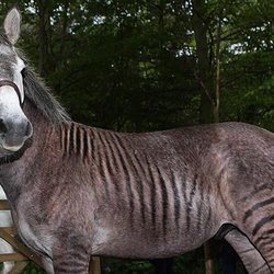 Lolli Brothers Livestock Market - This is a zorse and they are really sweet