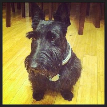 Groomer Has It - Stewie - Pet Groomers Near Me - Nashville, Tennessee Groomer Has It - Stewie - Pet Groomers Near Me - Nashville, Tennessee