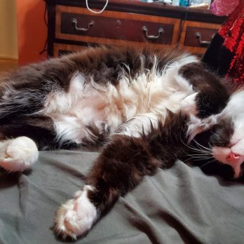 Save A Mutt Kennel - We love our Sassy Boy - Pet Adoption Near Me - Mount Airy, North Carolina