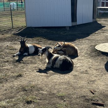 Ditmars Orchard & Vineyard - Lazy goats at petting zoo - Farms Near Me - Council Bluffs, Iowa