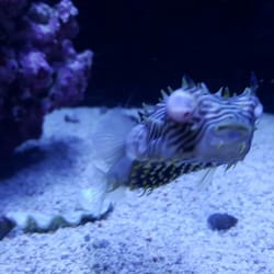 The Ocean Floor Pet Stores 2347 W Thomas Rd Phoenix Az Yelp