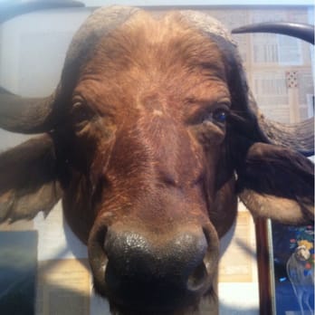 Kabinett & Kammer - Lots of cool taxidermy! - Antiques Near Me - Franklin, New York Kabinett & Kammer - Lots of cool taxidermy! - Antiques Near Me - Franklin, New York