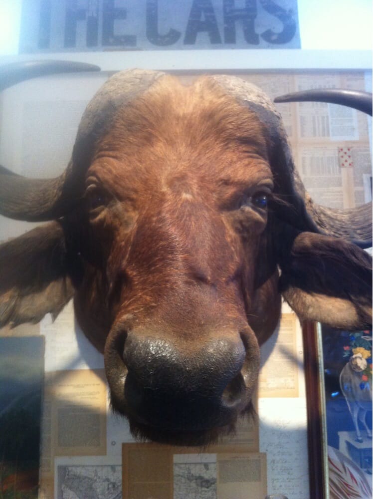 Kabinett & Kammer - taxidermy in Franklin, NY