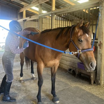 Amiable Sporthorse - Getting good grooming habits before getting Maggie ready to saddle. - Horseback Riding Near Me - Petaluma, California