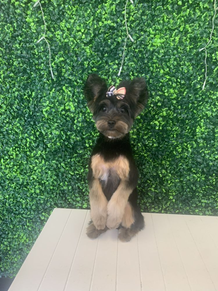 HAPPY PUP SPA Updated May 2024 37 Photos & 11 Reviews 5522 New