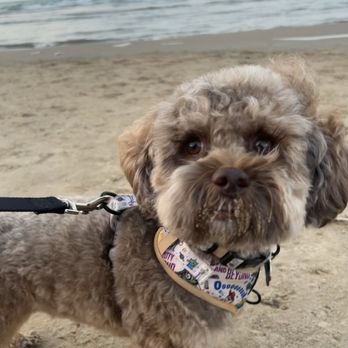 Montrose Dog Beach - Dog Parks Near Me - Chicago, Illinois